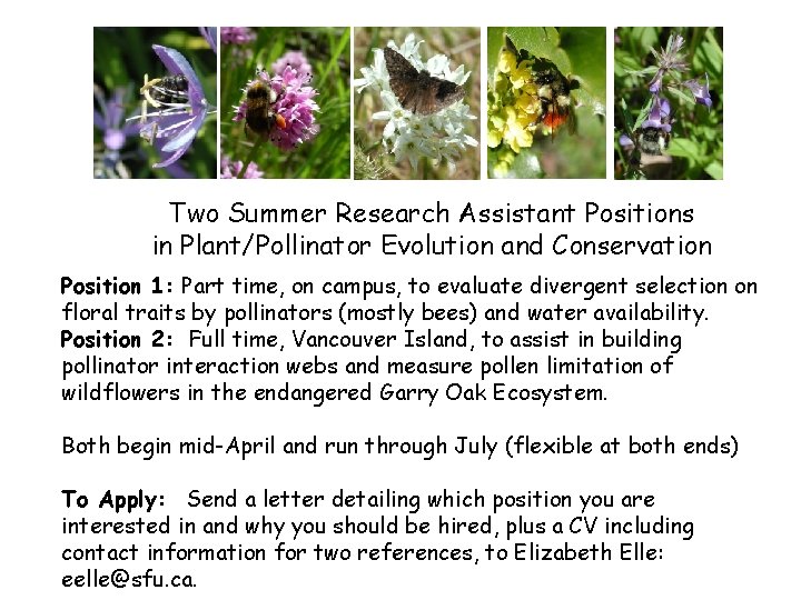 Two Summer Research Assistant Positions in Plant/Pollinator Evolution and Conservation Position 1: Part time,