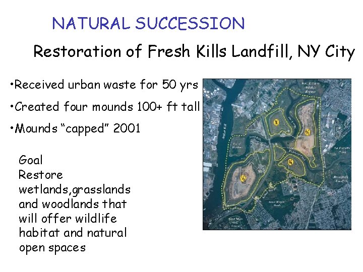 NATURAL SUCCESSION Restoration of Fresh Kills Landfill, NY City • Received urban waste for