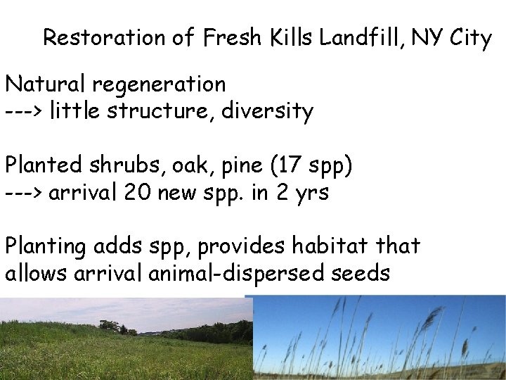 Restoration of Fresh Kills Landfill, NY City Natural regeneration ---> little structure, diversity Planted