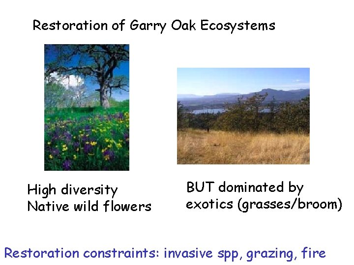 Restoration of Garry Oak Ecosystems High diversity Native wild flowers BUT dominated by exotics