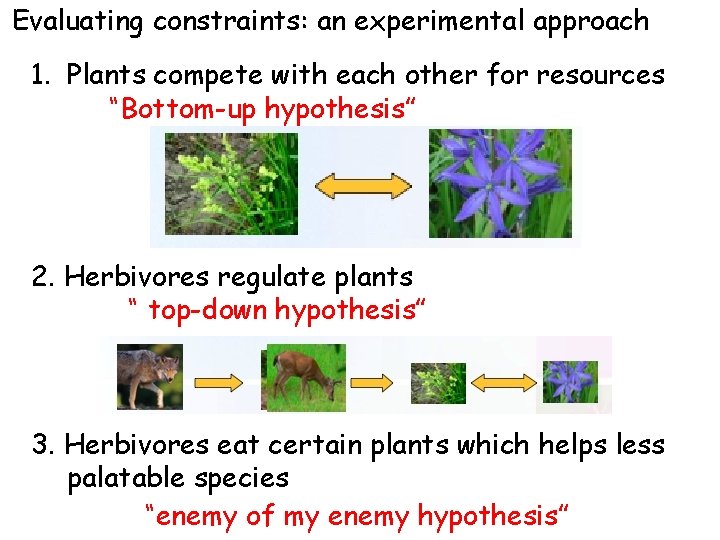 Evaluating constraints: an experimental approach 1. Plants compete with each other for resources “Bottom-up