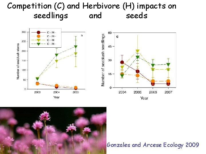 Competition (C) and Herbivore (H) impacts on seedlings and seeds Gonzales and Arcese Ecology