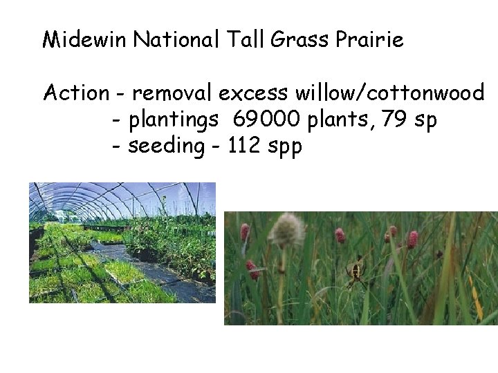 Midewin National Tall Grass Prairie Action - removal excess willow/cottonwood - plantings 69000 plants,