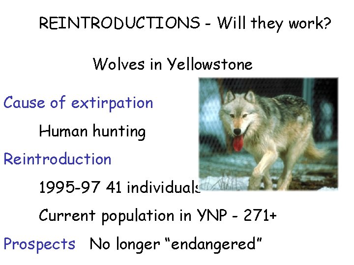 REINTRODUCTIONS - Will they work? Wolves in Yellowstone Cause of extirpation Human hunting Reintroduction