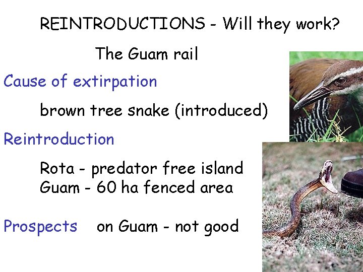 REINTRODUCTIONS - Will they work? The Guam rail Cause of extirpation brown tree snake