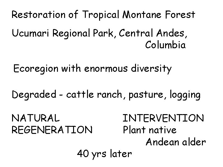 Restoration of Tropical Montane Forest Ucumari Regional Park, Central Andes, Columbia Ecoregion with enormous