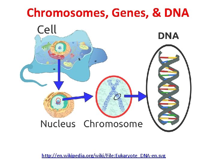 Chromosomes, Genes, & DNA http: //en. wikipedia. org/wiki/File: Eukaryote_DNA-en. svg 