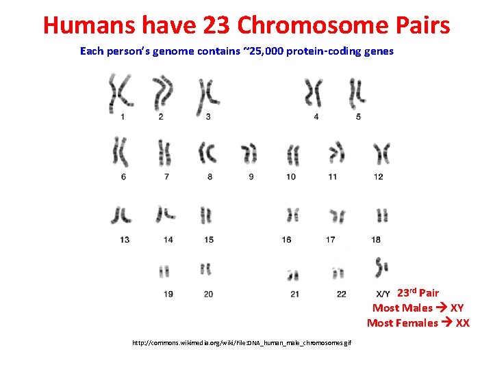 Humans have 23 Chromosome Pairs Each person’s genome contains ~25, 000 protein-coding genes 23