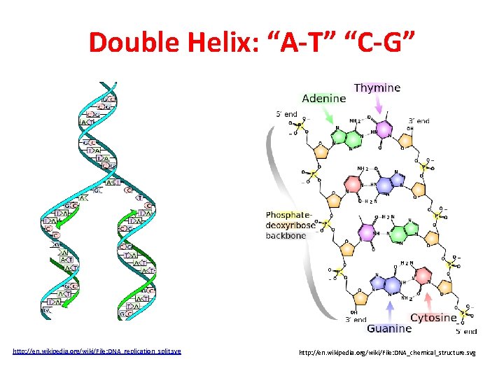 Double Helix: “A-T” “C-G” http: //en. wikipedia. org/wiki/File: DNA_replication_split. svg http: //en. wikipedia. org/wiki/File: