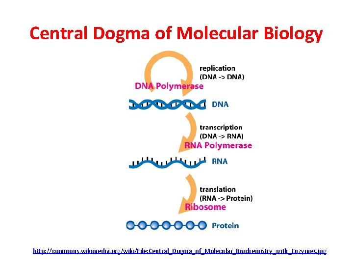 Central Dogma of Molecular Biology http: //commons. wikimedia. org/wiki/File: Central_Dogma_of_Molecular_Biochemistry_with_Enzymes. jpg 