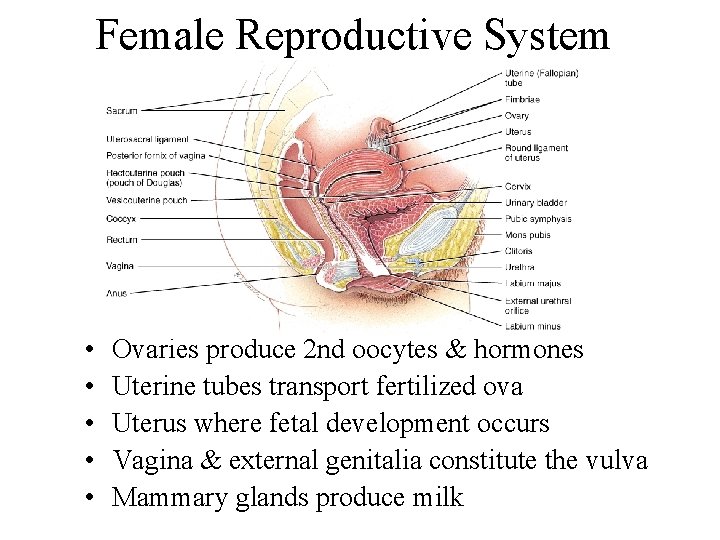 Female Reproductive System • • • Ovaries produce 2 nd oocytes & hormones Uterine