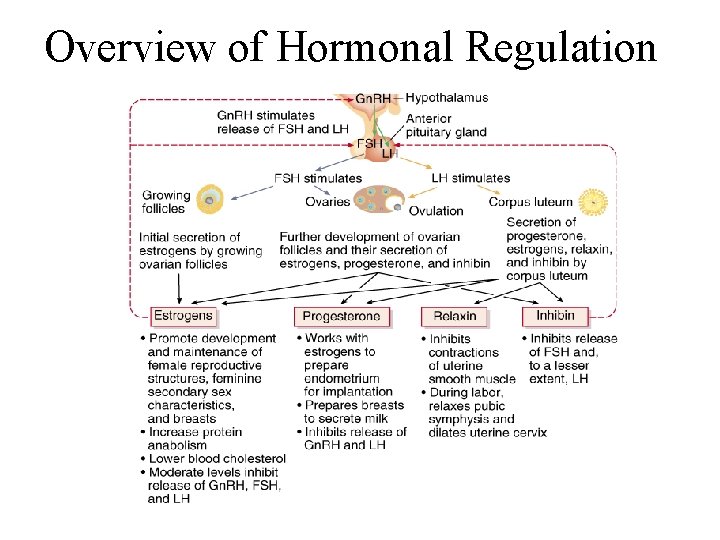 Overview of Hormonal Regulation 