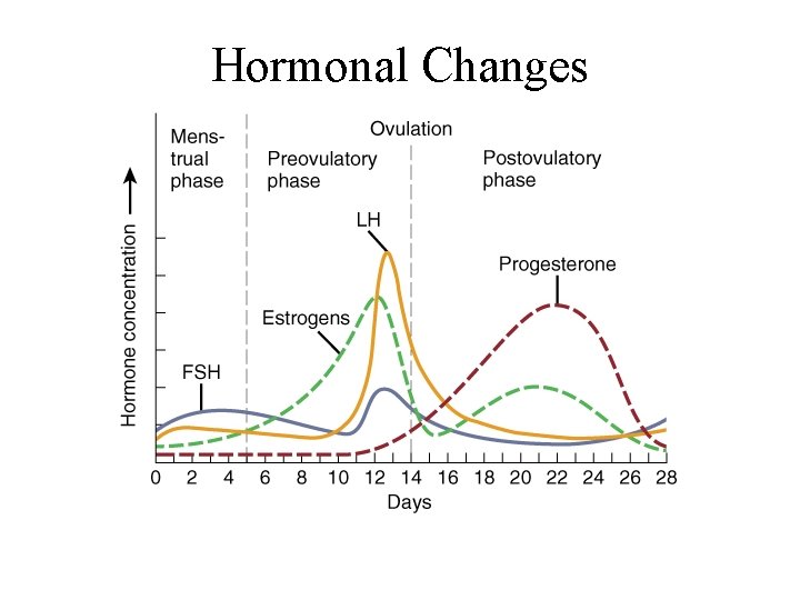 Hormonal Changes 
