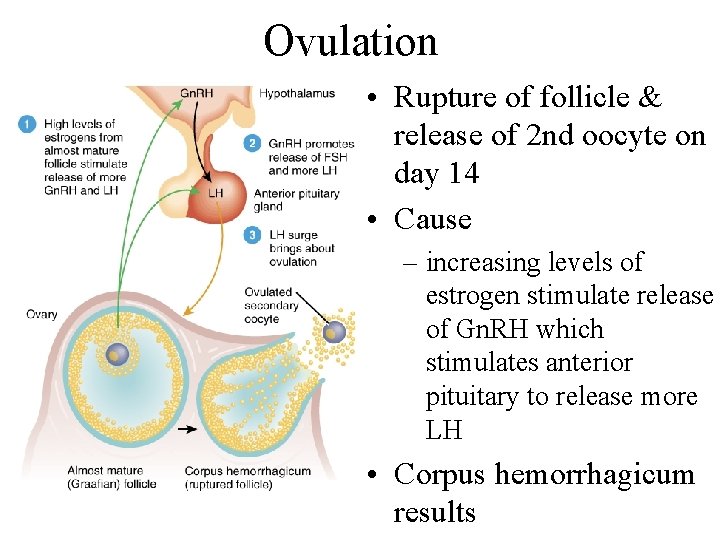 Ovulation • Rupture of follicle & release of 2 nd oocyte on day 14