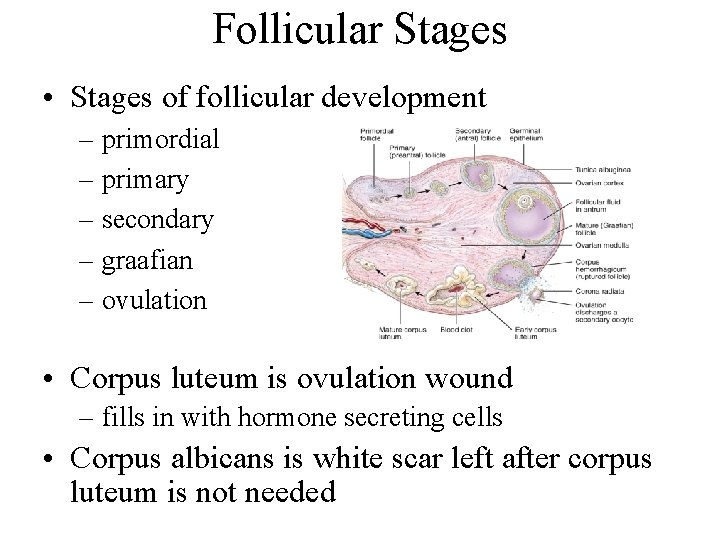 Follicular Stages • Stages of follicular development – primordial – primary – secondary –