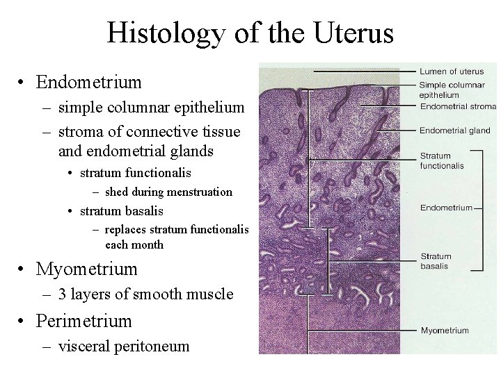 Histology of the Uterus • Endometrium – simple columnar epithelium – stroma of connective