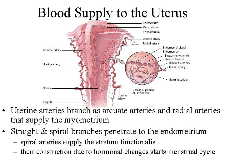 Blood Supply to the Uterus • Uterine arteries branch as arcuate arteries and radial
