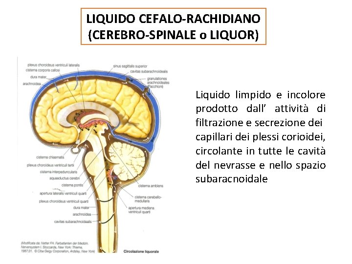 LIQUIDO CEFALO-RACHIDIANO (CEREBRO-SPINALE o LIQUOR) Liquido limpido e incolore prodotto dall’ attività di filtrazione