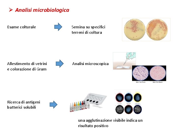 Ø Analisi microbiologica Esame colturale Semina su specifici terreni di coltura Allestimento di vetrini