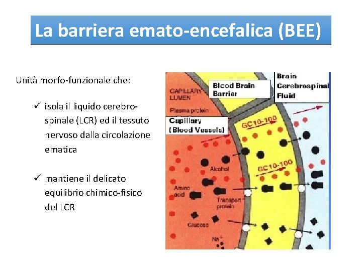 La barriera emato-encefalica (BEE) Unità morfo-funzionale che: ü isola il liquido cerebrospinale (LCR) ed