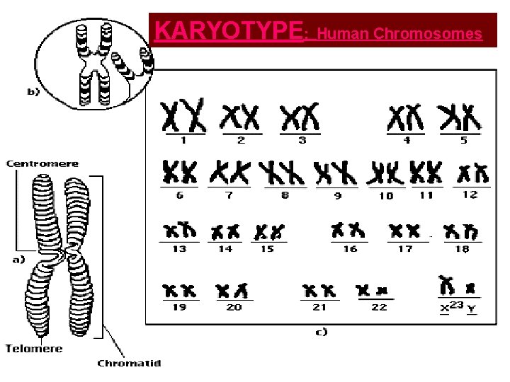 KARYOTYPE: Human Chromosomes 