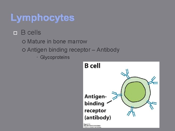 Lymphocytes B cells Mature in bone marrow Antigen binding receptor – Antibody Glycoproteins 