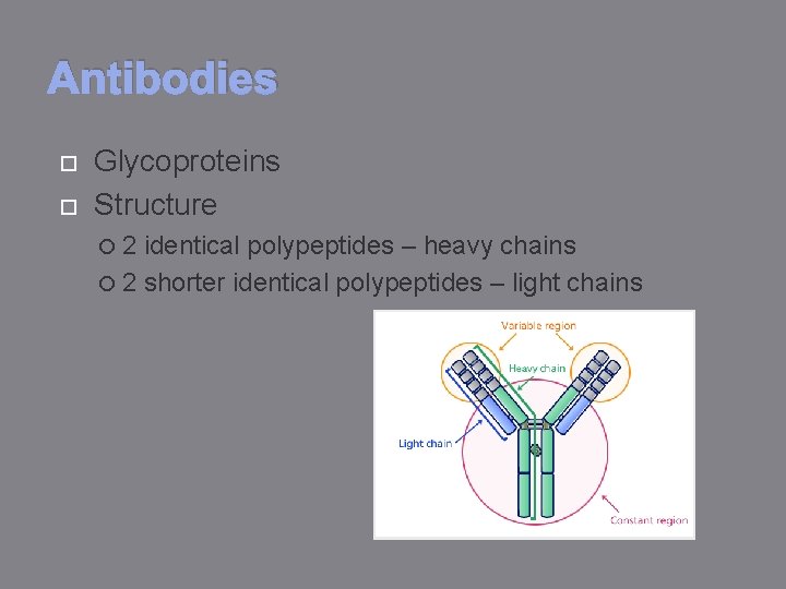 Antibodies Glycoproteins Structure 2 identical polypeptides – heavy chains 2 shorter identical polypeptides –