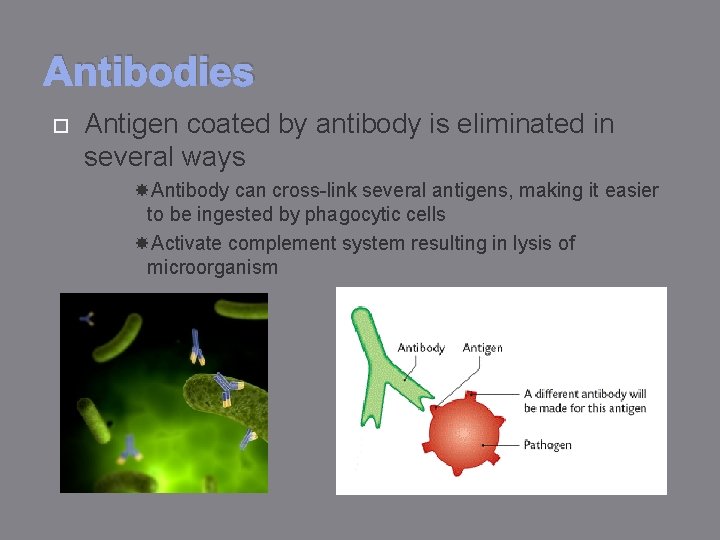 Antibodies Antigen coated by antibody is eliminated in several ways Antibody can cross-link several
