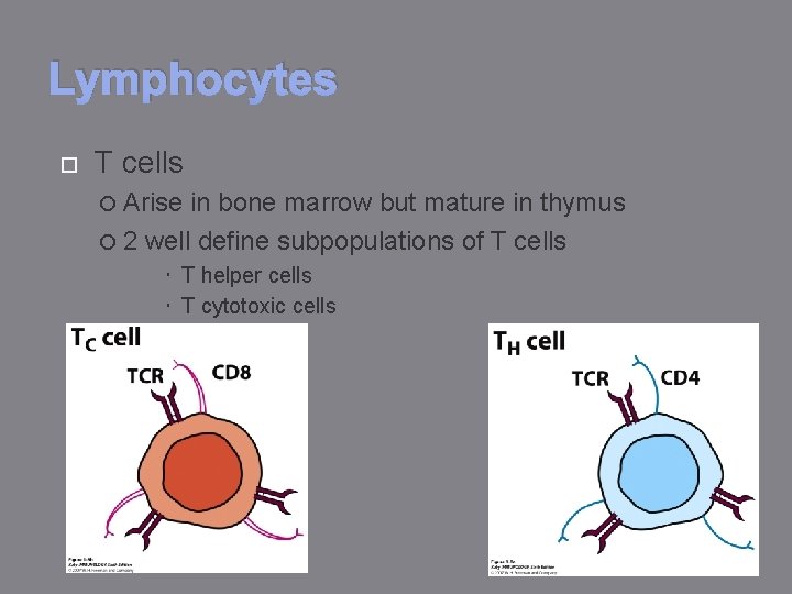 Lymphocytes T cells Arise in bone marrow but mature in thymus 2 well define