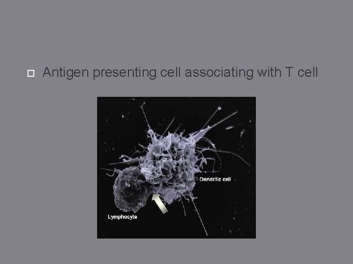  Antigen presenting cell associating with T cell 