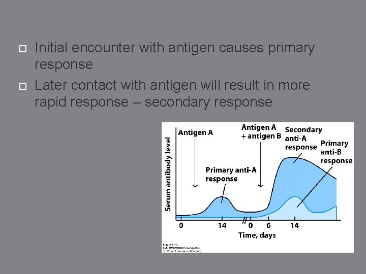  Initial encounter with antigen causes primary response Later contact with antigen will result