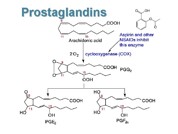 Prostaglandins 