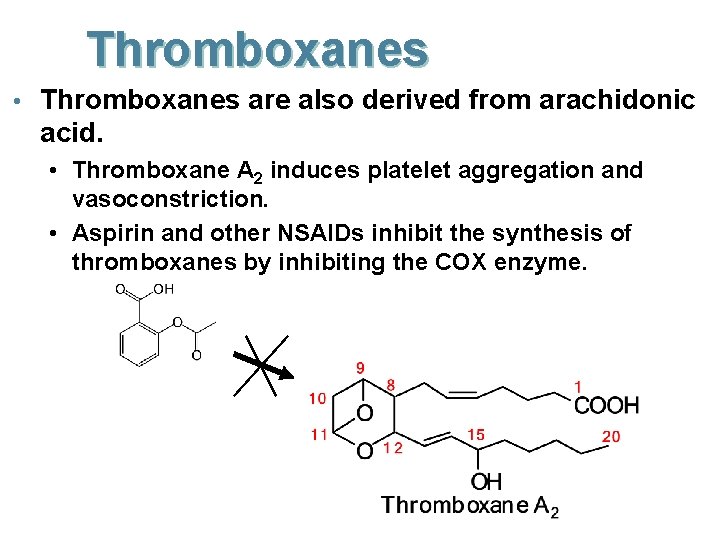 Thromboxanes • Thromboxanes are also derived from arachidonic acid. • Thromboxane A 2 induces