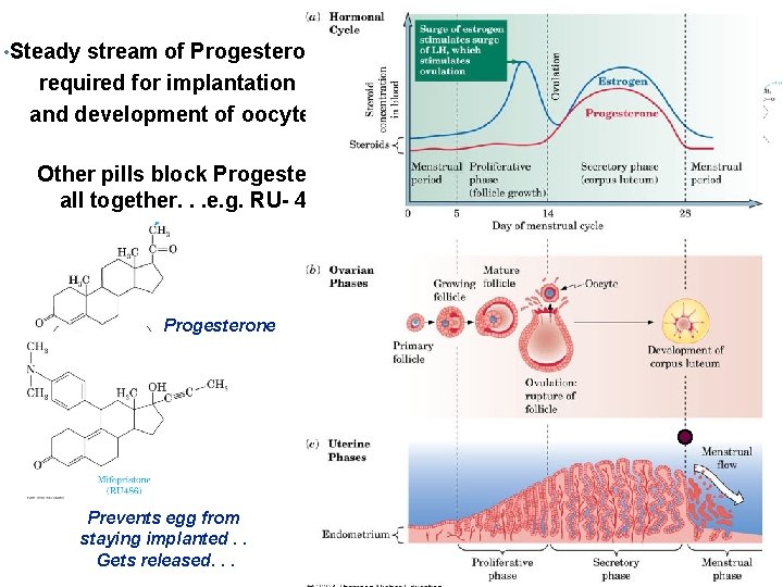  • Steady stream of Progesterone required for implantation and development of oocyte Other