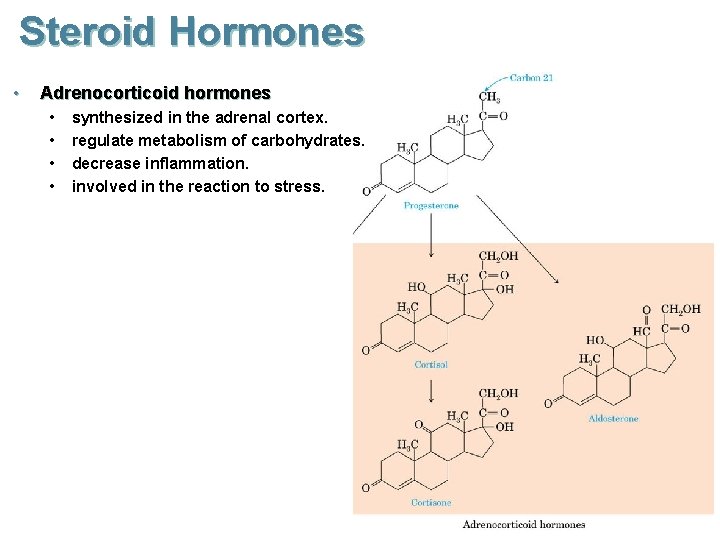 Steroid Hormones • Adrenocorticoid hormones • • synthesized in the adrenal cortex. regulate metabolism