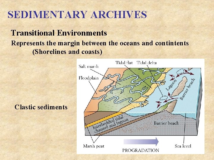 SEDIMENTARY ARCHIVES Transitional Environments Represents the margin between the oceans and contintents (Shorelines and