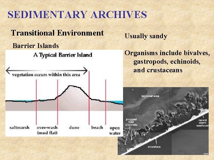 SEDIMENTARY ARCHIVES Transitional Environment Barrier Islands Usually sandy Organisms include bivalves, gastropods, echinoids, and