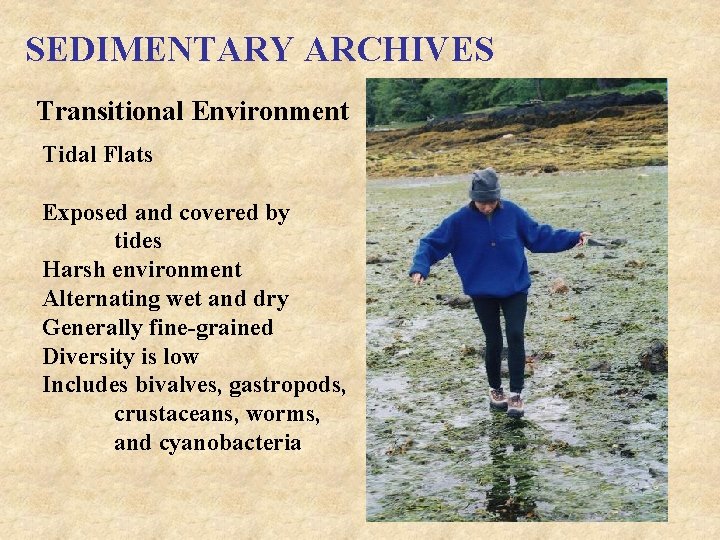 SEDIMENTARY ARCHIVES Transitional Environment Tidal Flats Exposed and covered by tides Harsh environment Alternating