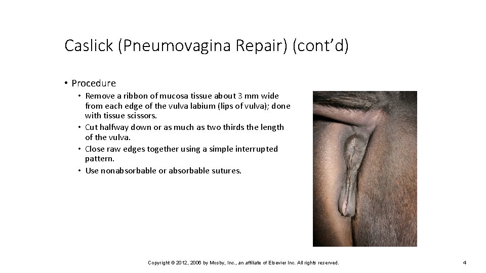 Caslick (Pneumovagina Repair) (cont’d) • Procedure • Remove a ribbon of mucosa tissue about
