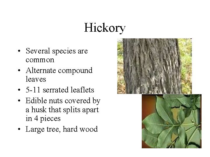 Hickory • Several species are common • Alternate compound leaves • 5 -11 serrated Hickory • Several species are common • Alternate compound leaves • 5 -11 serrated