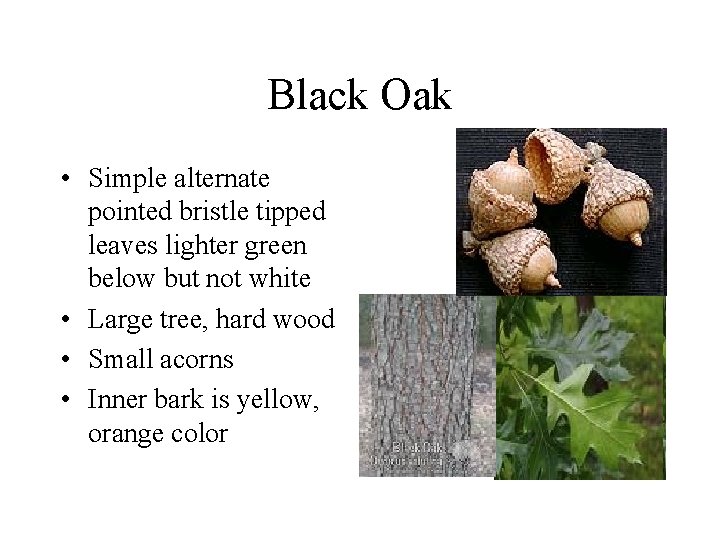 Black Oak • Simple alternate pointed bristle tipped leaves lighter green below but not Black Oak • Simple alternate pointed bristle tipped leaves lighter green below but not
