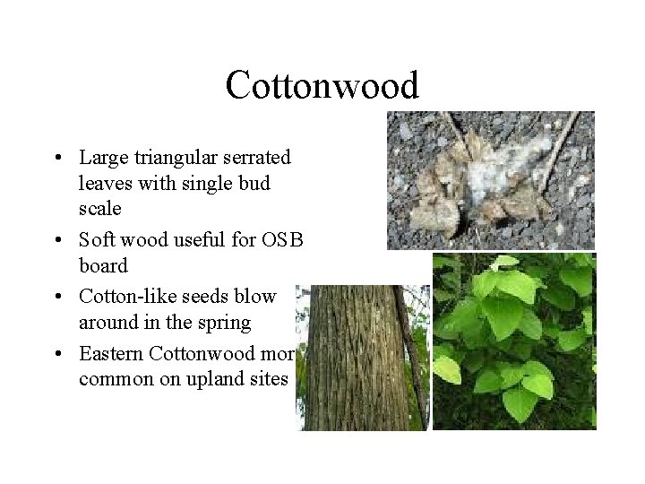 Cottonwood • Large triangular serrated leaves with single bud scale • Soft wood useful Cottonwood • Large triangular serrated leaves with single bud scale • Soft wood useful