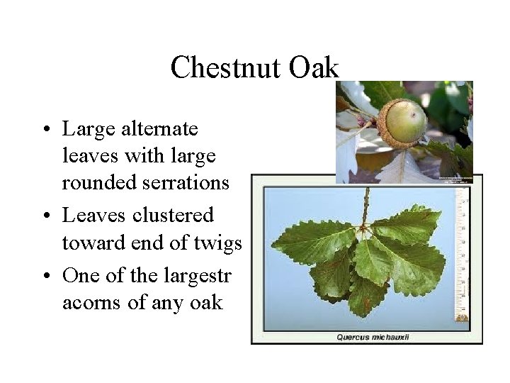 Chestnut Oak • Large alternate leaves with large rounded serrations • Leaves clustered toward Chestnut Oak • Large alternate leaves with large rounded serrations • Leaves clustered toward