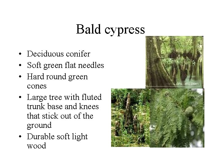 Bald cypress • Deciduous conifer • Soft green flat needles • Hard round green Bald cypress • Deciduous conifer • Soft green flat needles • Hard round green