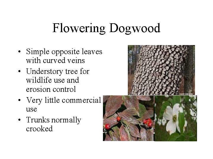 Flowering Dogwood • Simple opposite leaves with curved veins • Understory tree for wildlife Flowering Dogwood • Simple opposite leaves with curved veins • Understory tree for wildlife