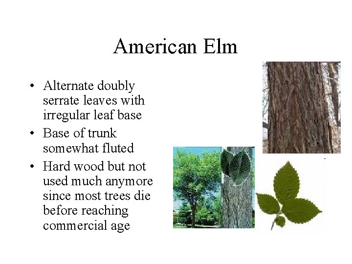 American Elm • Alternate doubly serrate leaves with irregular leaf base • Base of American Elm • Alternate doubly serrate leaves with irregular leaf base • Base of