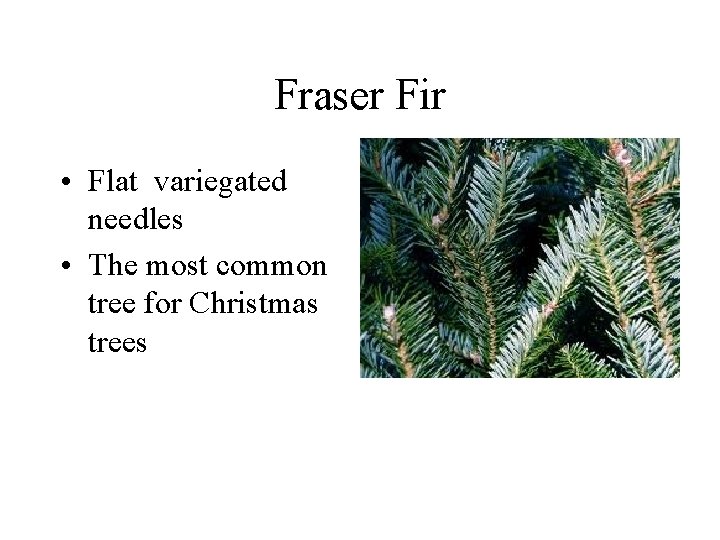 Fraser Fir • Flat variegated needles • The most common tree for Christmas trees Fraser Fir • Flat variegated needles • The most common tree for Christmas trees