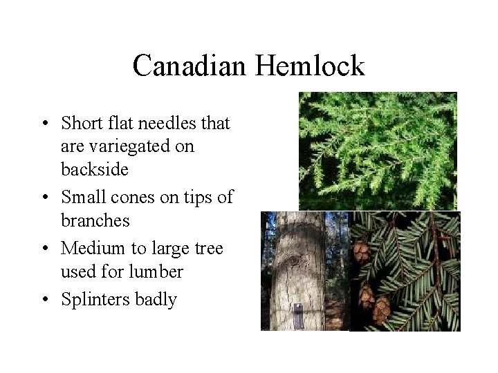 Canadian Hemlock • Short flat needles that are variegated on backside • Small cones Canadian Hemlock • Short flat needles that are variegated on backside • Small cones