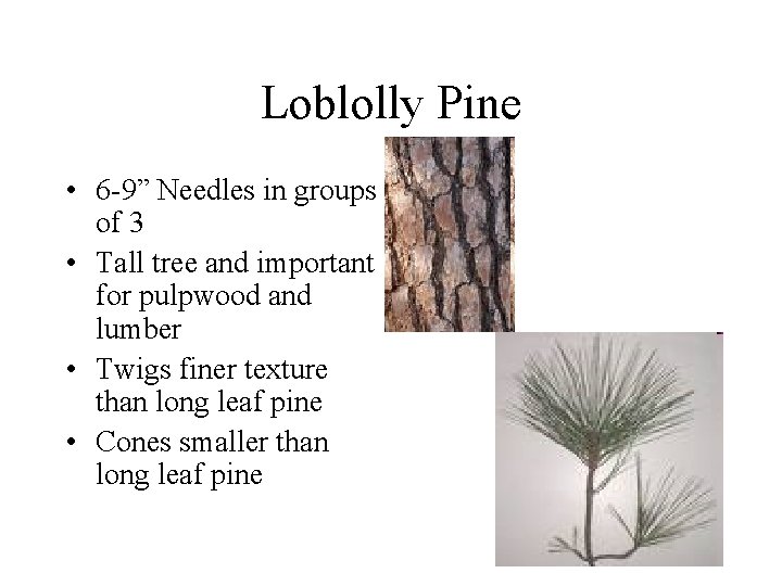 Loblolly Pine • 6 -9” Needles in groups of 3 • Tall tree and Loblolly Pine • 6 -9” Needles in groups of 3 • Tall tree and