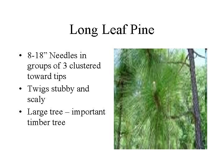 Long Leaf Pine • 8 -18” Needles in groups of 3 clustered toward tips Long Leaf Pine • 8 -18” Needles in groups of 3 clustered toward tips